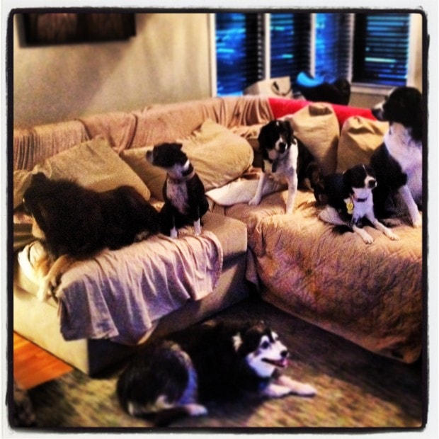 Between us we own 4 of the 6 dogs in this picture + another not shown