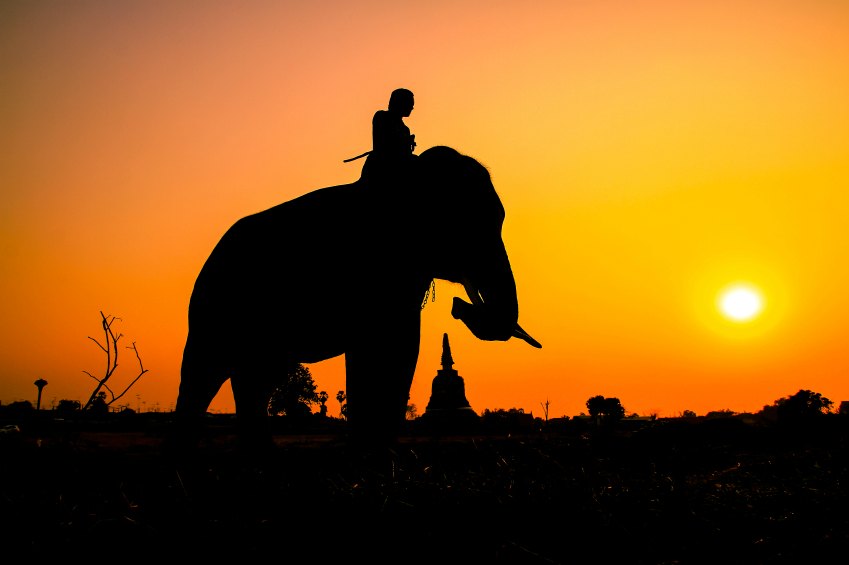 elephant-rider11.jpg